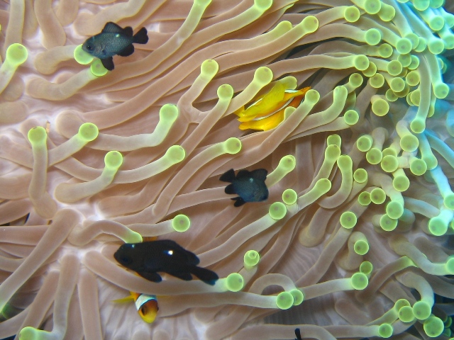 anemone fish.jpg